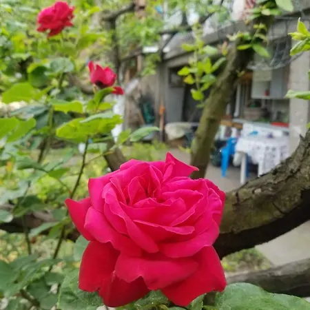 Sirma's House * Скоп'є